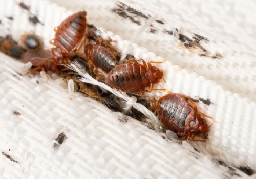 BED BUGS CONTROL
