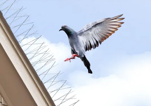 BIRD CONTROL