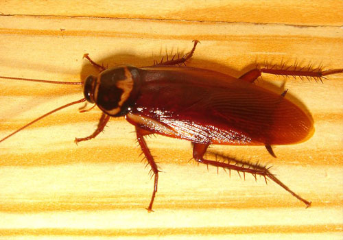 COCKROACH CONTROL