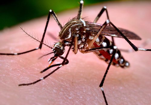 MOSQUITO CONTROL