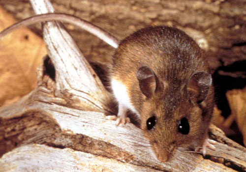 RAT CONTROL