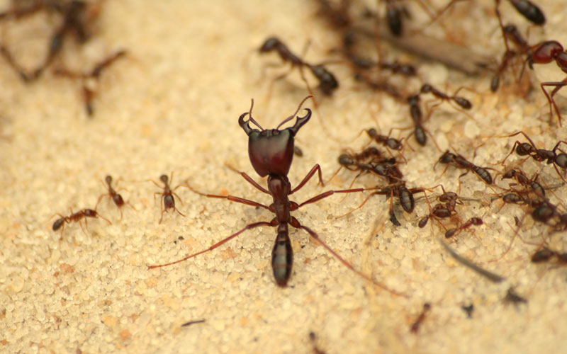 Pest Control in Delhi