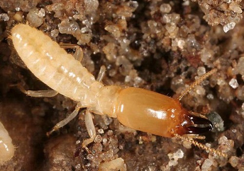 TERMITE CONTROL